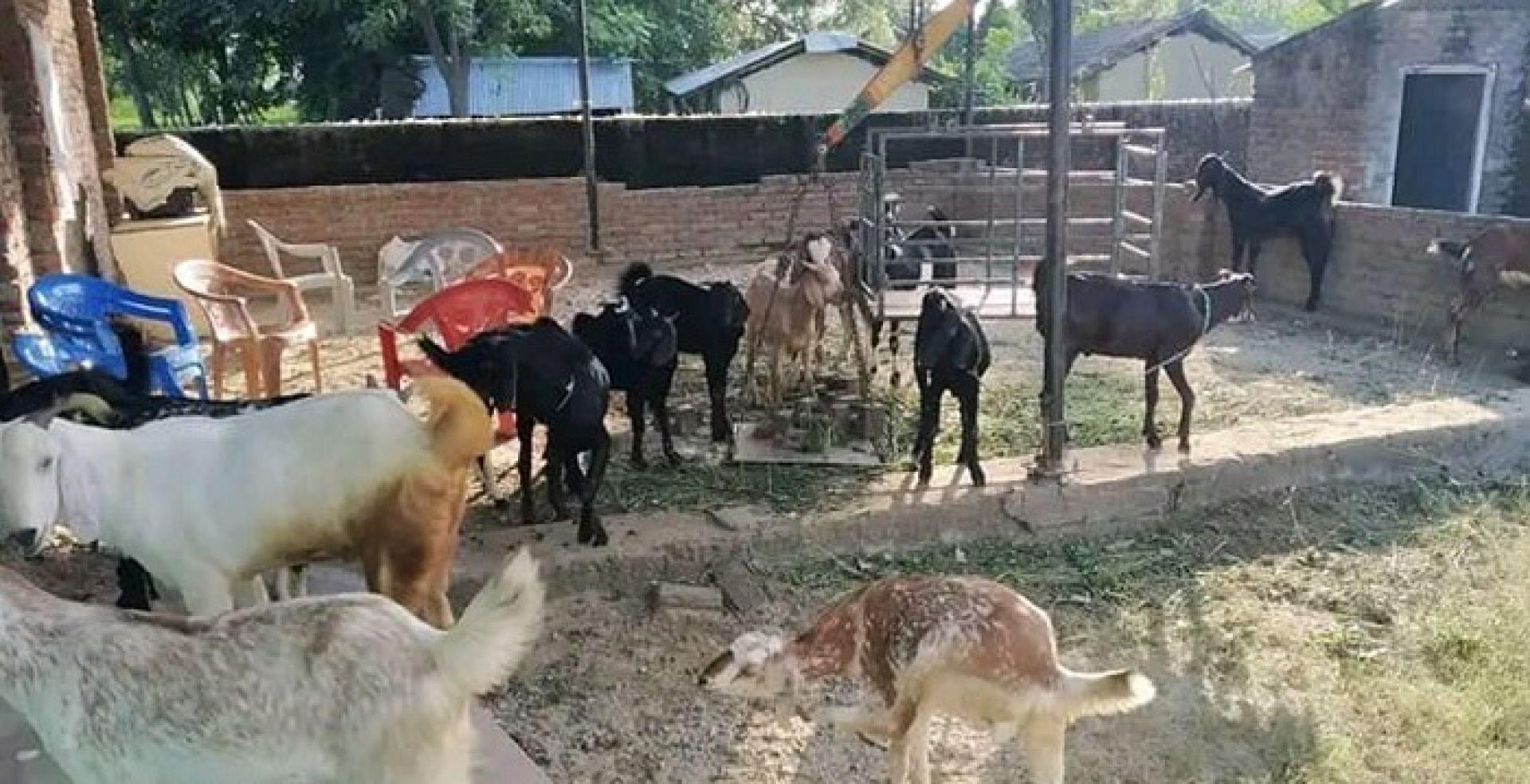 जुम्लामा दसैँको समयमा मात्रै १६ करोड बढीका भेडा तथा खसीबोकाको कारोबार